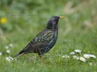 Spreeuwen [Sturnidae]